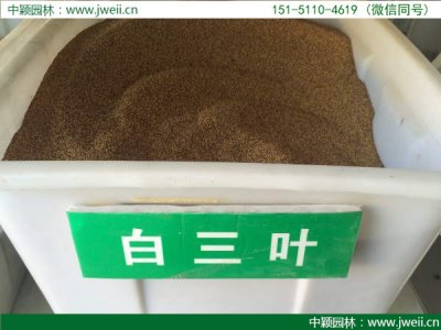 山東哪里有賣白三葉種子的？