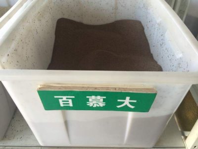 夏季能播種百慕大嗎？