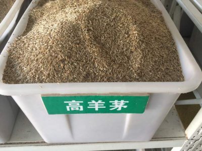 高羊茅種子批發去哪里？