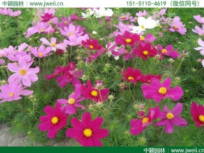 河北適合種植格桑花？