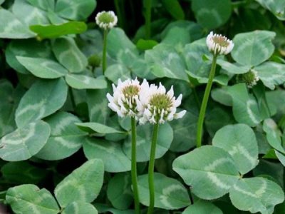 白三葉草和紅三葉草有什么區別？