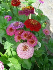 浙江適合種植矮生百日草嗎？
