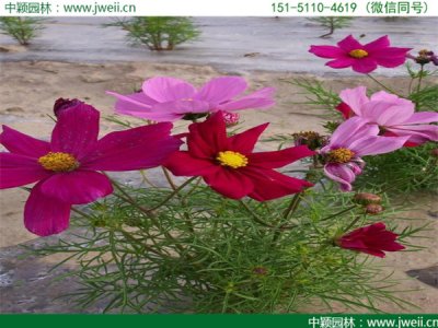格桑花種子哪里賣？