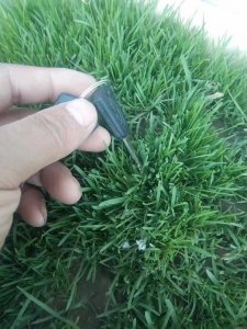 剪股穎每平方播種多少克？