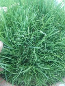 云南適合種植披堿草嗎？