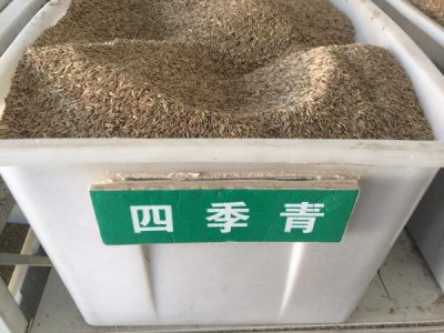 四季青草種子哪里便宜？