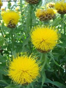三月還能種植高桿矢車菊嗎？
