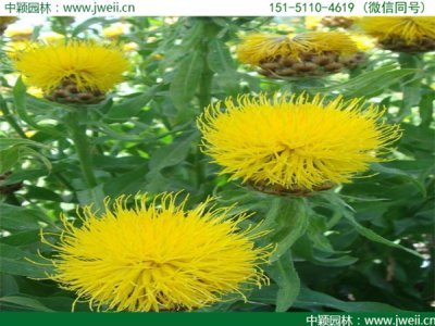 一月還能種植重瓣矢車菊嗎？