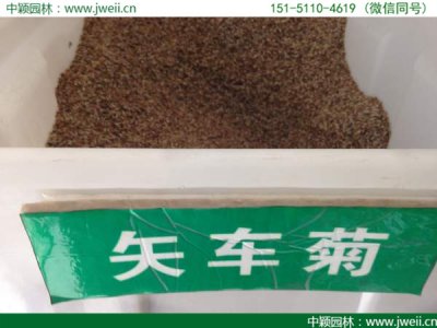 一平方米地需要播種多少克矢車菊草籽？