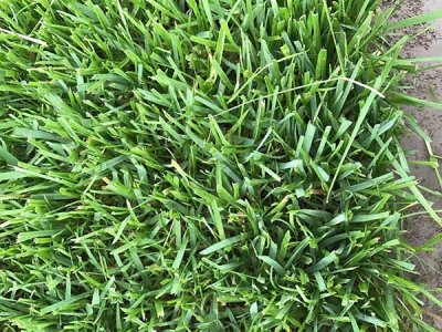 高羊茅播種時間幾月為佳？
