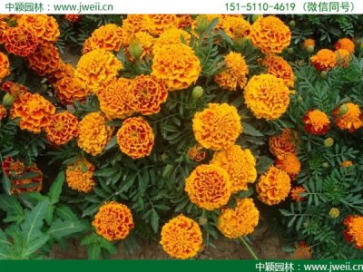 孔雀草和百日草有什么區別？