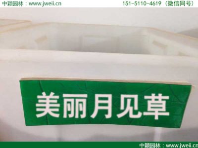月見草花有毒嗎？