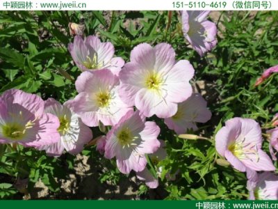 月見草在什么季節開花？