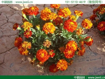夏天可以種植高桿大花孔雀草嗎？