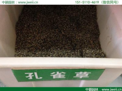 江西哪里有賣高桿孔雀草種子的？