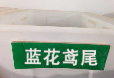 鳶尾種子發芽溫度最佳是幾度？