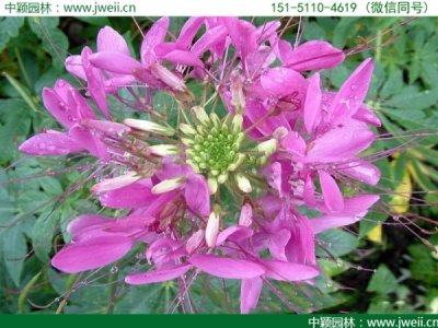 醉蝶花花期幾月到幾月？