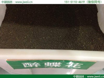 醉蝶花播種后大概多久開花？