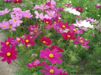 波斯菊花籽什么價格？