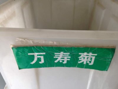 哪里有賣萬壽菊籽？
