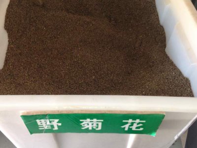 野菊花種子多少錢一斤？