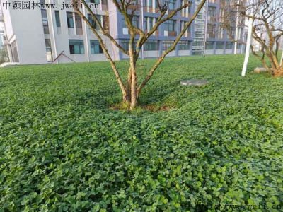 池塘邊種什么植物可以護坡？