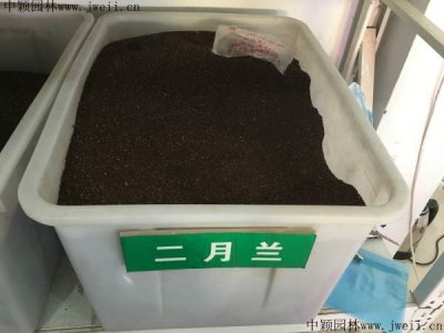 陜西哪里有賣二月蘭種子的？