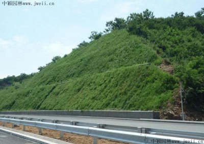 鐵路草籽護坡有幾種？