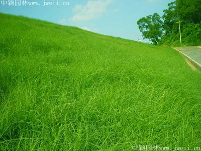 護坡播種草子多少錢一個平方？