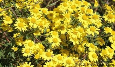 野菊花供應商哪家可靠？