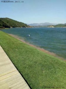 護坡用什么草籽好？