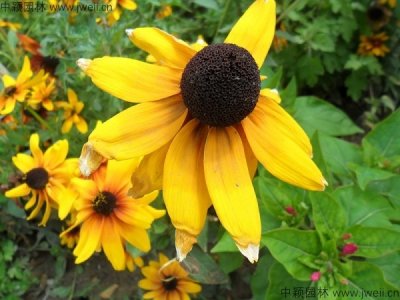 黑心菊發芽需要多少天？