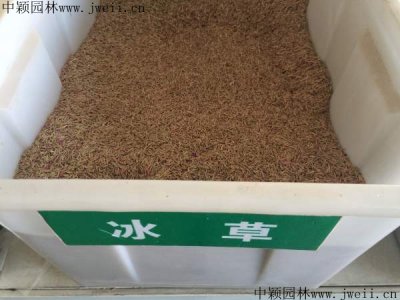 湖北哪里有賣冰草種子的？