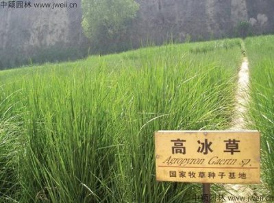 四月還能種植冰草嗎？