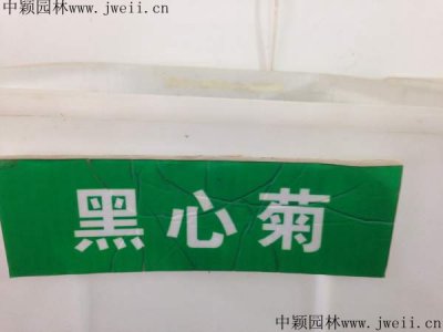 內蒙古哪里有賣黑心金光菊種子的？
