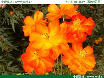 黑龍江適合種植硫華菊嗎？