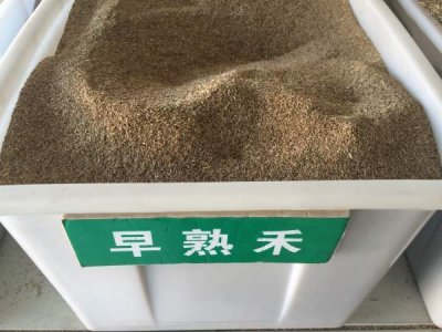 早熟禾是冷季型草坪嗎？