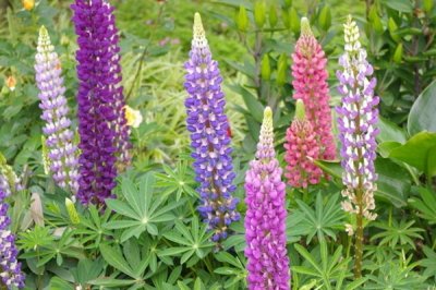山西適合種植魯冰花嗎？