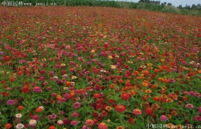 八月適合種植野花組合嗎？