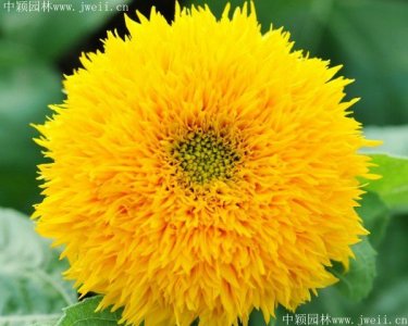太陽花能開多長時間？