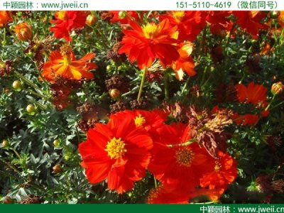 硫華菊的花期有多長時間？