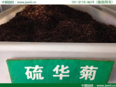 播種硫華菊需要多少克一平方米？