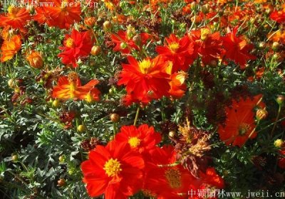 硫化菊的花語是什么？