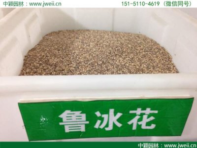 魯冰花播種后幾天能發芽？