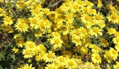 內蒙古哪里有賣野菊花種子的？