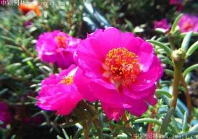 太陽花花期是幾月到幾月？