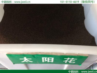 太陽花草籽多少錢一公斤？