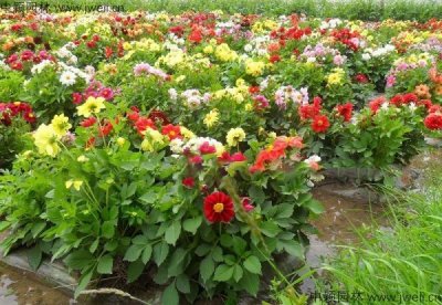重慶適合種植野花組合嗎？