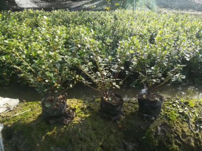 茶梅常用的規格有哪些？