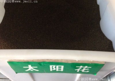 甘肅哪里有賣太陽花種子的？